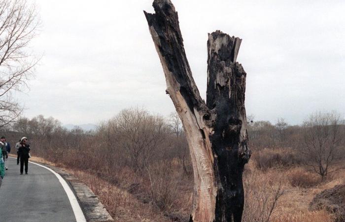 “Poplar Incident”: How did a tree fail to start a world war?