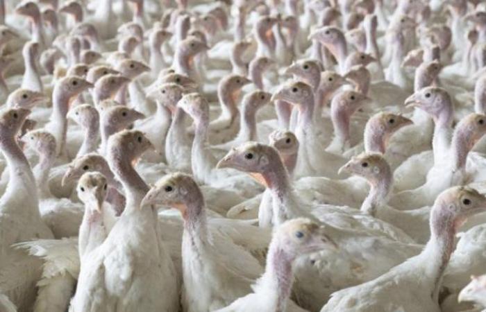 Increase in avian influenza risk level from “moderate” to “high” since 9/11/2024 – Environment and Energy – News