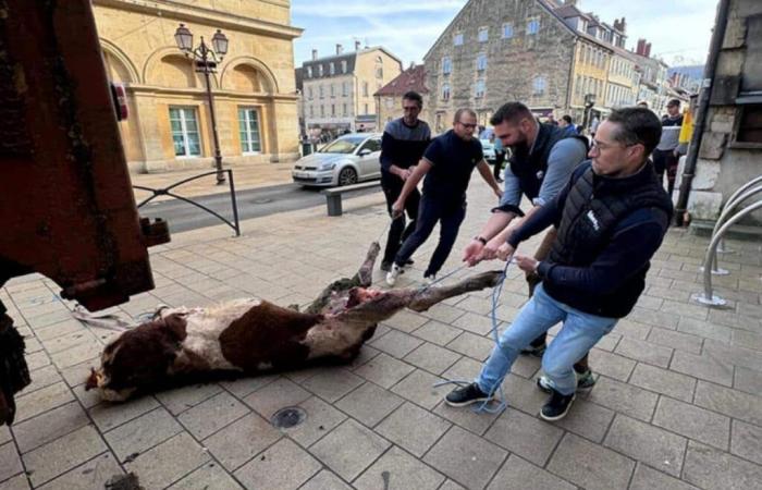 Explosion of wolf attacks in Doubs: Breeders leave a heifer corpse in front of the sub-prefecture