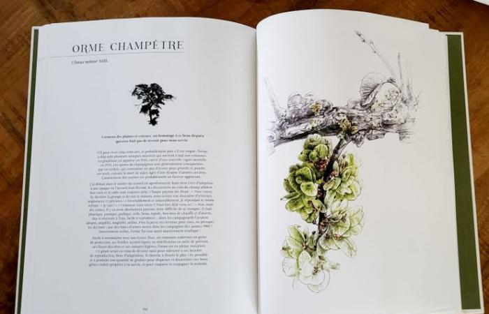 “There are no bad plants”: Gers agronomist Alain Canet and illustrator Florence Gendre deliver their “In Praise of the Undisciplined”