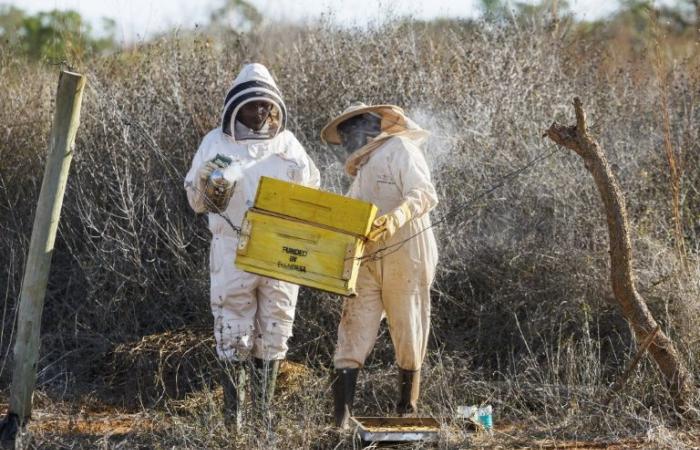 In Kenya, bees as a solution to the conflict between elephants and humans