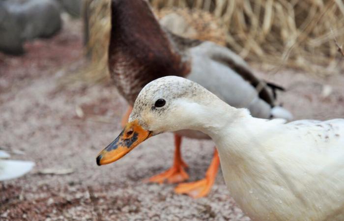 Maine and Loire. Avian flu: the department moves to high risk level