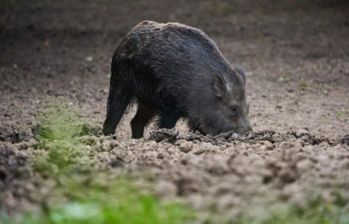 Wild boars in Loire-Atlantique: As much damage in the last 4 months as during the whole of last year!