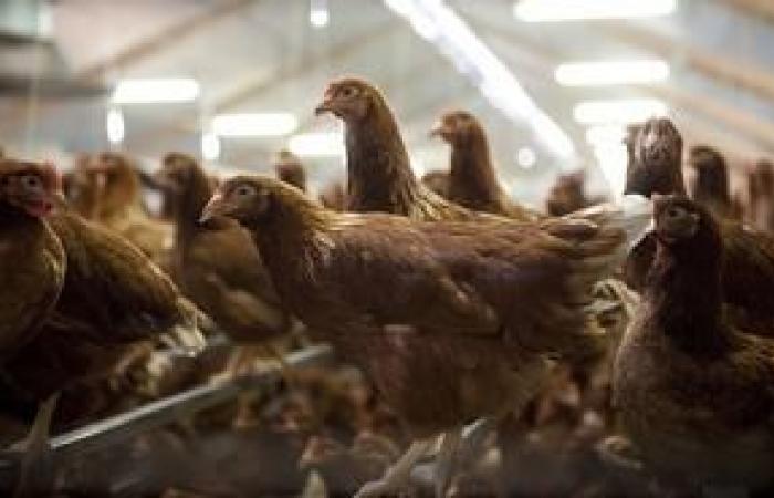 Avian influenza: France raises its risk level – Avian influenza – Farmed animals and animal sectors – State actions