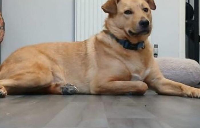 A curious dog causes a fire by starting the toaster, but tragedy is narrowly averted