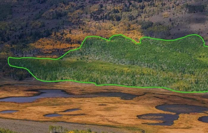 Incredible: what is this strange forest made up of a single root extending over dozens of hectares?