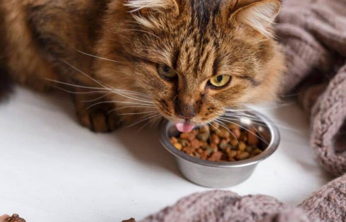 The best supermarket cat food according to 60 million consumers