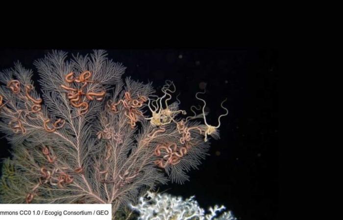 Unknown bacteria discovered in symbiosis with deep corals