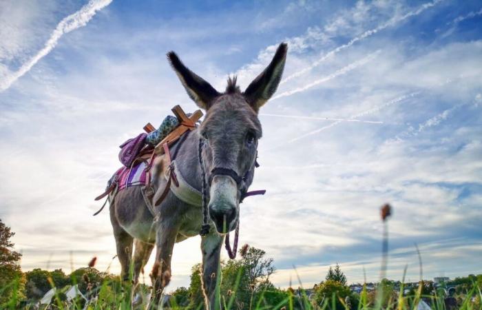 after the death of Martin, the oldest donkey in Bel-Ébat, the association in danger