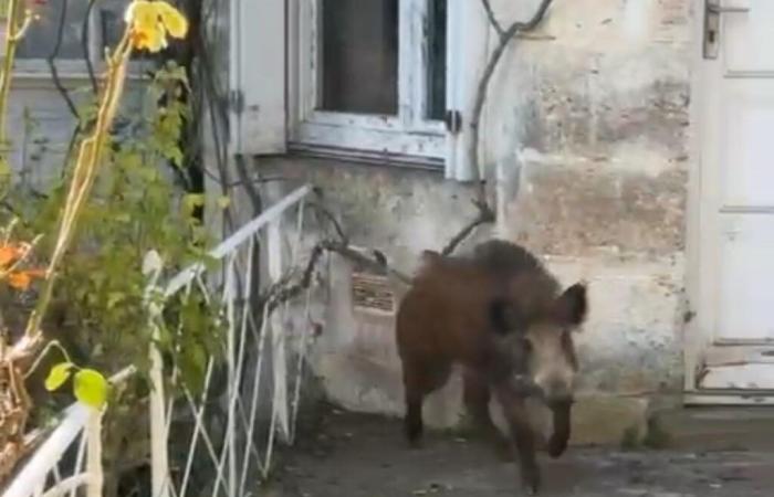 “I hadn't seen him, he charged straight away”: they invade the city, six wild boars slaughtered in Angoulême