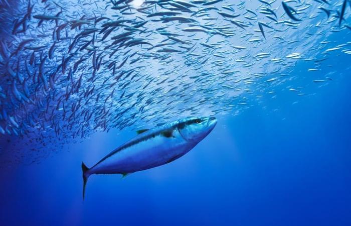 Canned tuna contaminated with mercury: is the regulatory framework really “lax”?