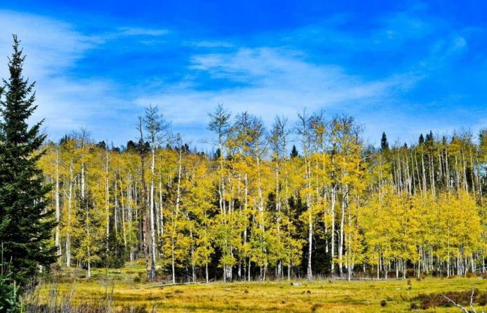 Discover “Pando”, a 43-hectare living organism believed to be between 16,000 and 80,000 years old (one of the oldest in the world!)