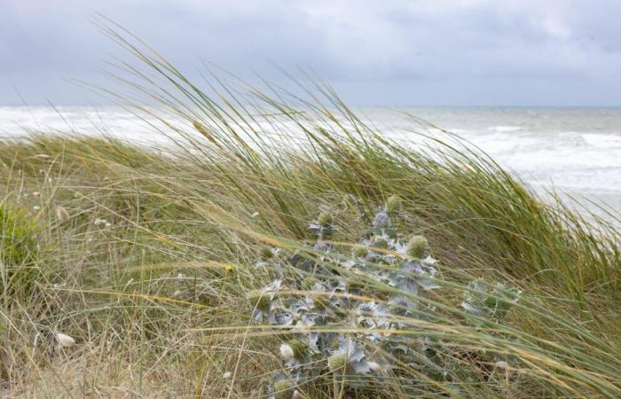 Faced with the advance of the sea, a farmer and his family forced to leave their land