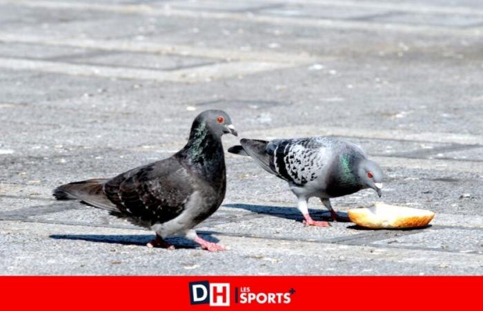 Drones of taxidermied birds soon to be used to protect the border in the United States?