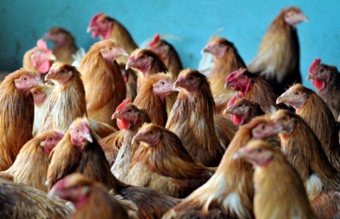 Avian flu. New measures taken in Maine-et-Loire in the face of “high risk”