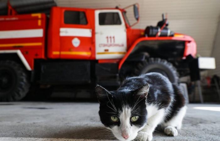 Firefighters rescue cat that fell into glass container