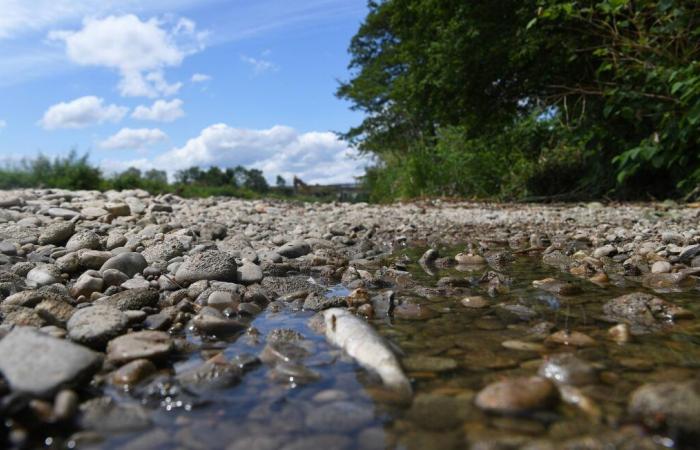 River water is warming up, are fish in danger?