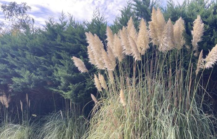 Pampas grass, an invasive and prohibited plant