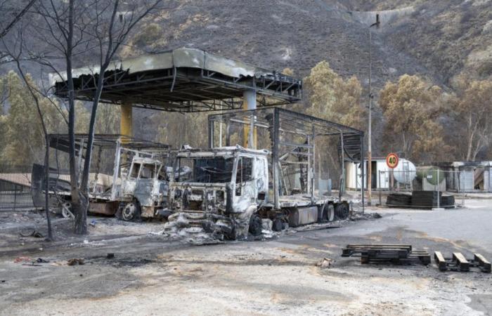 In Sicily, fight fires by sowing flame-resistant plants