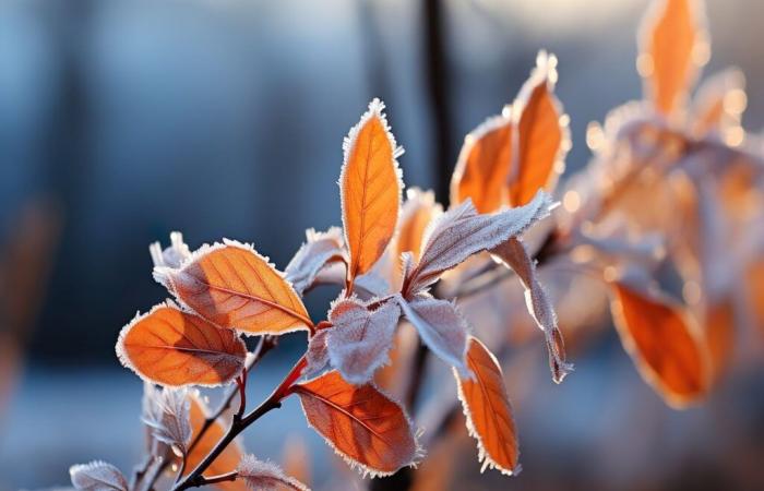 Return of frosts in France! What to expect? Are you going to be affected by this cold? Discover the forecast