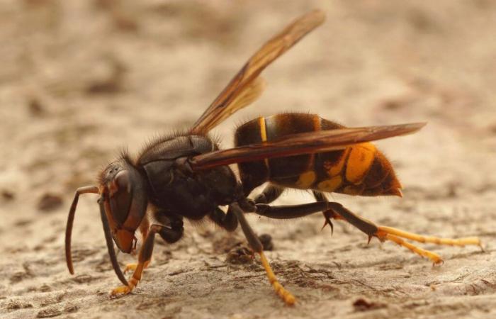 how the Asian hornet arrived in France just 20 years ago