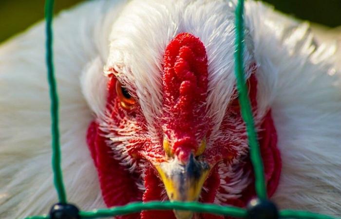 what are the measures for poultry and game breeders?