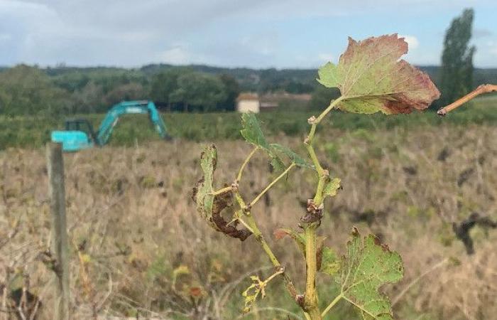 27,451 ha of vines to be permanently uprooted, €40 million to be reallocated and a temporary uprooting to be negotiated