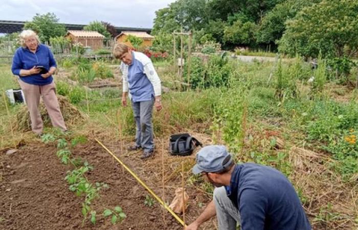 Is large-scale vegetable plant associations possible?