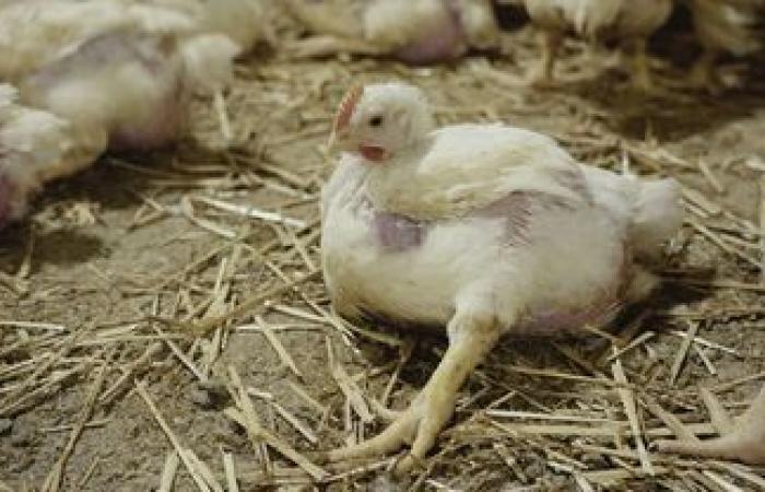 Health: Control chicken lameness linked to E. cecorum germs