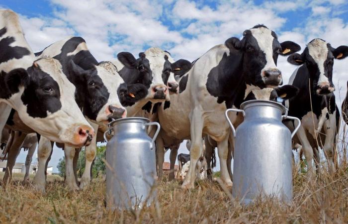 In the middle of spring, the dairy is experiencing a “little summer” that has incentives to extend to 2025