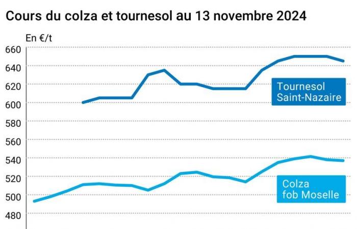 COTidienne | Oilseeds – The decline in palm oil prices is causing those of other oilseeds to fall