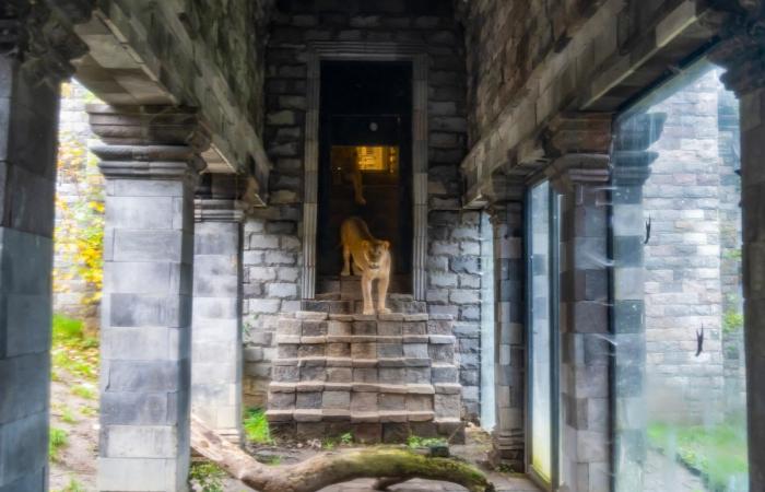 Good news in Pairi Daiza: lionesses rescued from Ukraine are now visible to the public (PHOTOS and VIDEO)