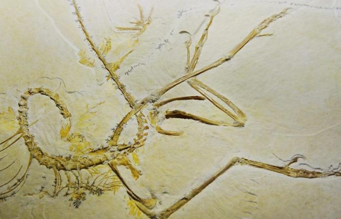 Discovery of a “Rosetta Stone” for the evolution of birds