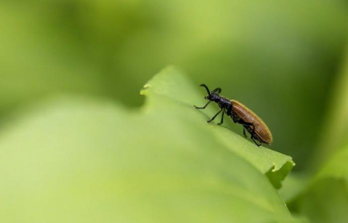 Plastic-eating insect discovered for first time in Africa