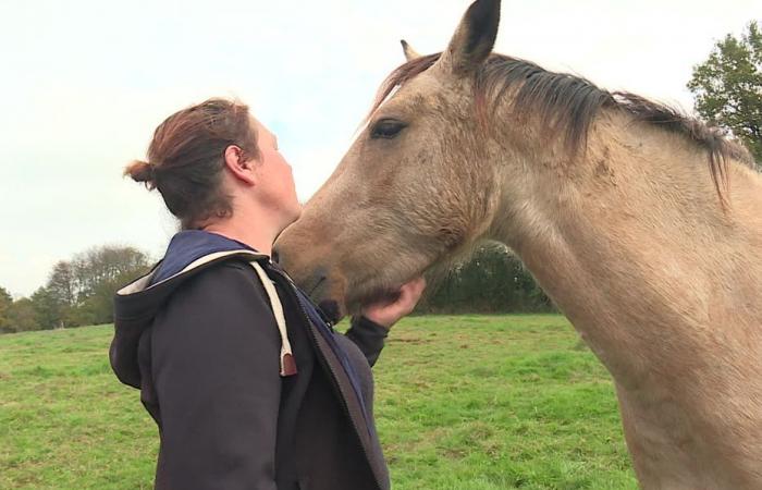 The death of the mare Altesse de la Serre, killed by a hunter, sows discord on social networks