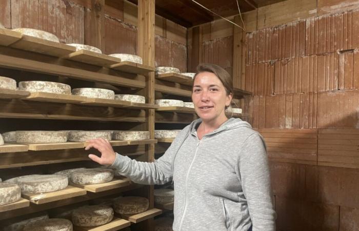 This tomme, made entirely by breeders from La Manche, has met with incredible success.