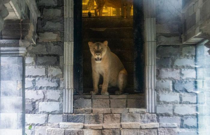 Good news in Pairi Daiza: lionesses rescued from Ukraine are now visible to the public (PHOTOS and VIDEO)