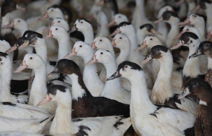 a second outbreak detected in the Landes, 6,000 ducks will be euthanized