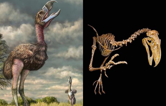 A fossil forgotten in a museum confirms the long reign of the bird of terror in South America!