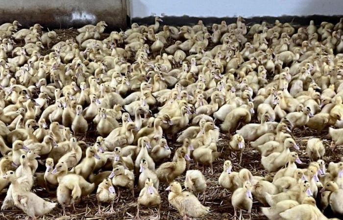 A second outbreak of avian flu detected in the Landes