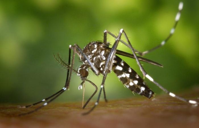 The ARS classifies Haute-Marne as an “area colonized by the tiger mosquito”