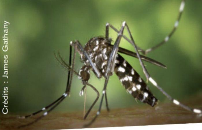 Haute-Marne colonized by the tiger mosquito