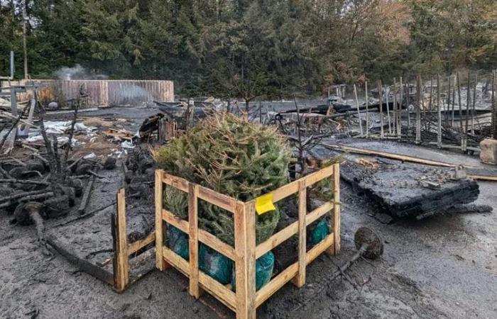 Miscellaneous facts. A fire devastates a Christmas tree warehouse in Morvan