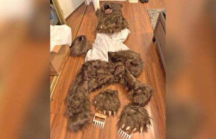 “A human in a suit”: Americans disguise themselves as bears for an insurance scam