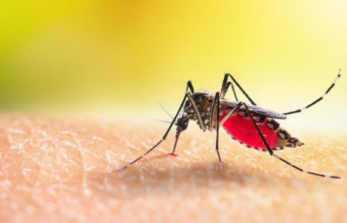 Dengue epidemic declared in Guadeloupe