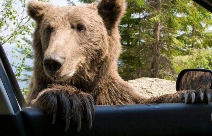 They disguise themselves as bears to destroy luxury cars