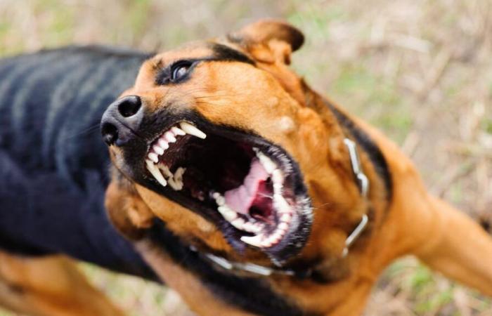 Zayo.: dangerous attack by a stray dog ​​on a woman arouses concern among residents and calls on authorities to act urgently