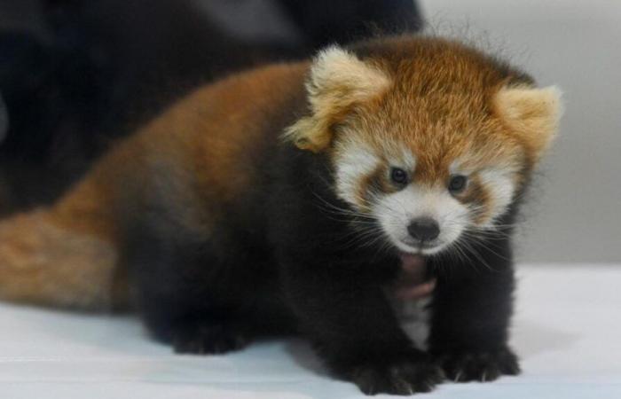 “Devastating consequences”: baby red panda Roxie died, fireworks to blame