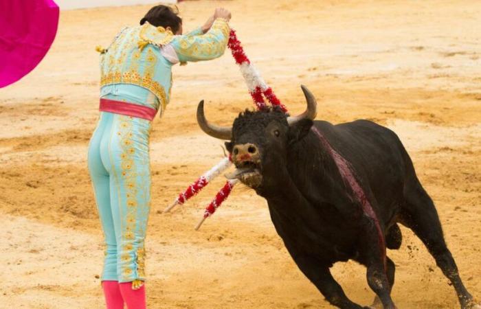 Senators oppose the ban on bullfighting for minors