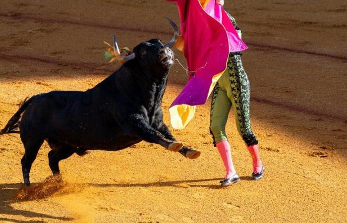 Bullfighting and child protection: the Senate opposes the ban for minors